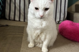 Domestic Short Hair Domestic Short Hair