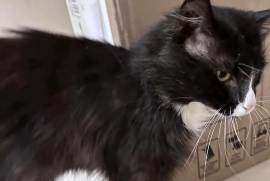 Domestic Medium Hair