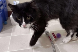 Domestic Medium Hair
