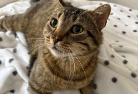 Domestic Short Hair