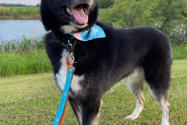 Husky