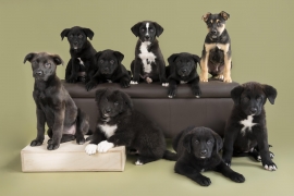 Labrador Retriever