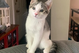 Domestic Short Hair