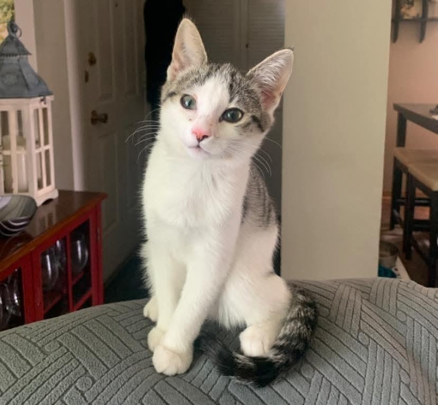 Domestic Short Hair