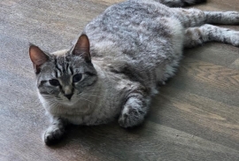 Domestic Short Hair