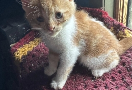 Tabby
