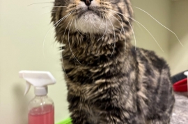 Domestic Medium Hair