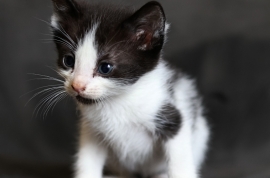 Domestic Short Hair