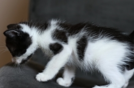 Domestic Short Hair