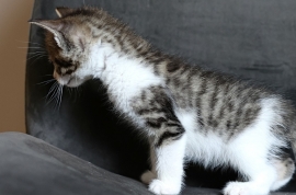 Domestic Short Hair