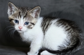 Domestic Short Hair