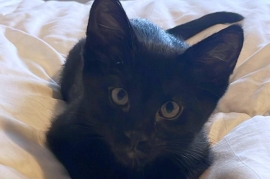 Domestic Short Hair