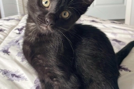 Domestic Short Hair