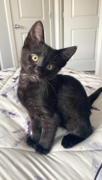 Domestic Short Hair