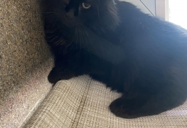 Domestic Short Hair