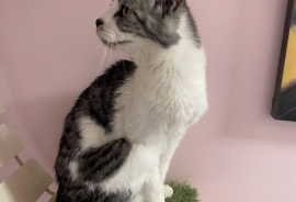 Tabby