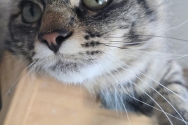 Tabby