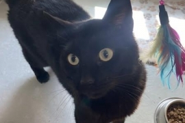 Domestic Short Hair