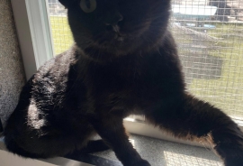 Domestic Short Hair