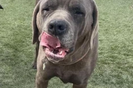 Cane Corso