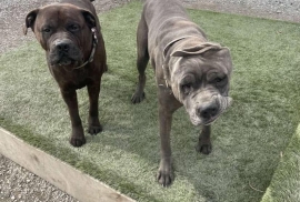 Cane Corso