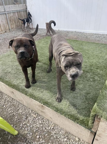 Cane Corso