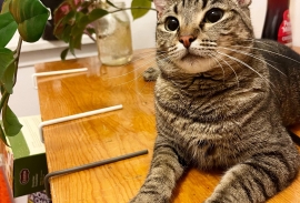Domestic Short Hair