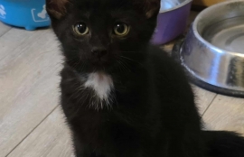 Domestic Short Hair