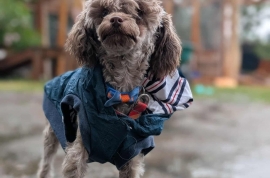 Poodle