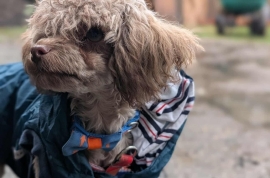 Poodle