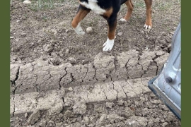 Rottweiler
