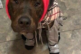 American Staffordshire Terrier