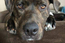 American Staffordshire Terrier