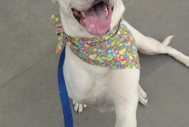 Dogo Argentino