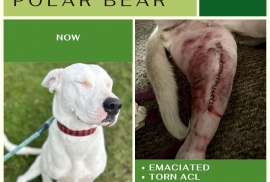 Dogo Argentino