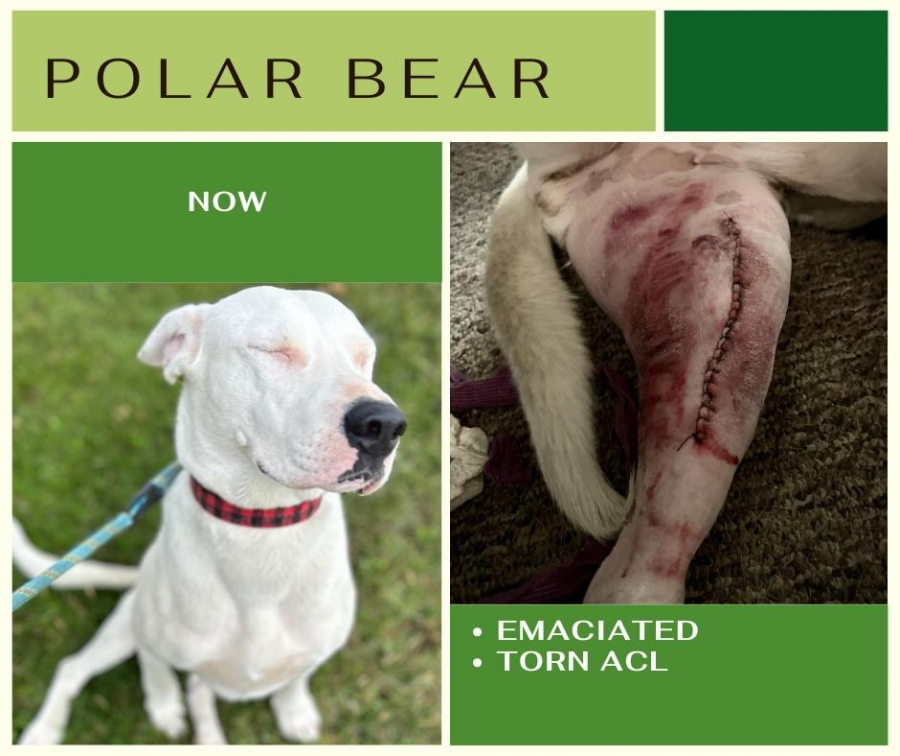 Dogo Argentino