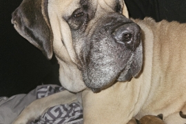 English Mastiff