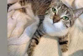 Domestic Short Hair
