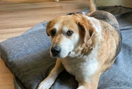 Mixed Breed