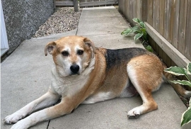 Mixed Breed Mixed Breed