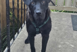 Black Labrador Retriever