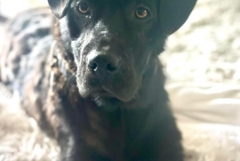 Black Labrador Retriever