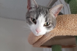 Domestic Short Hair