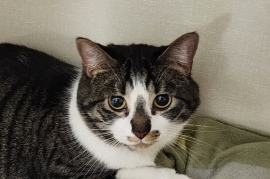Domestic Short Hair