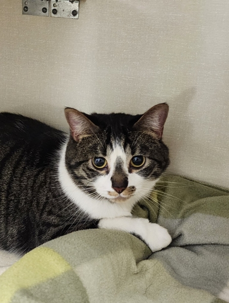 Domestic Short Hair