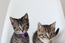 Domestic Short Hair