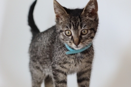 Domestic Short Hair