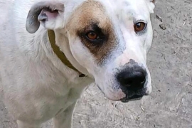 American Bulldog