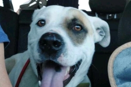 American Bulldog