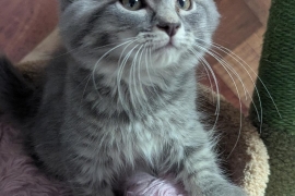 Tabby
